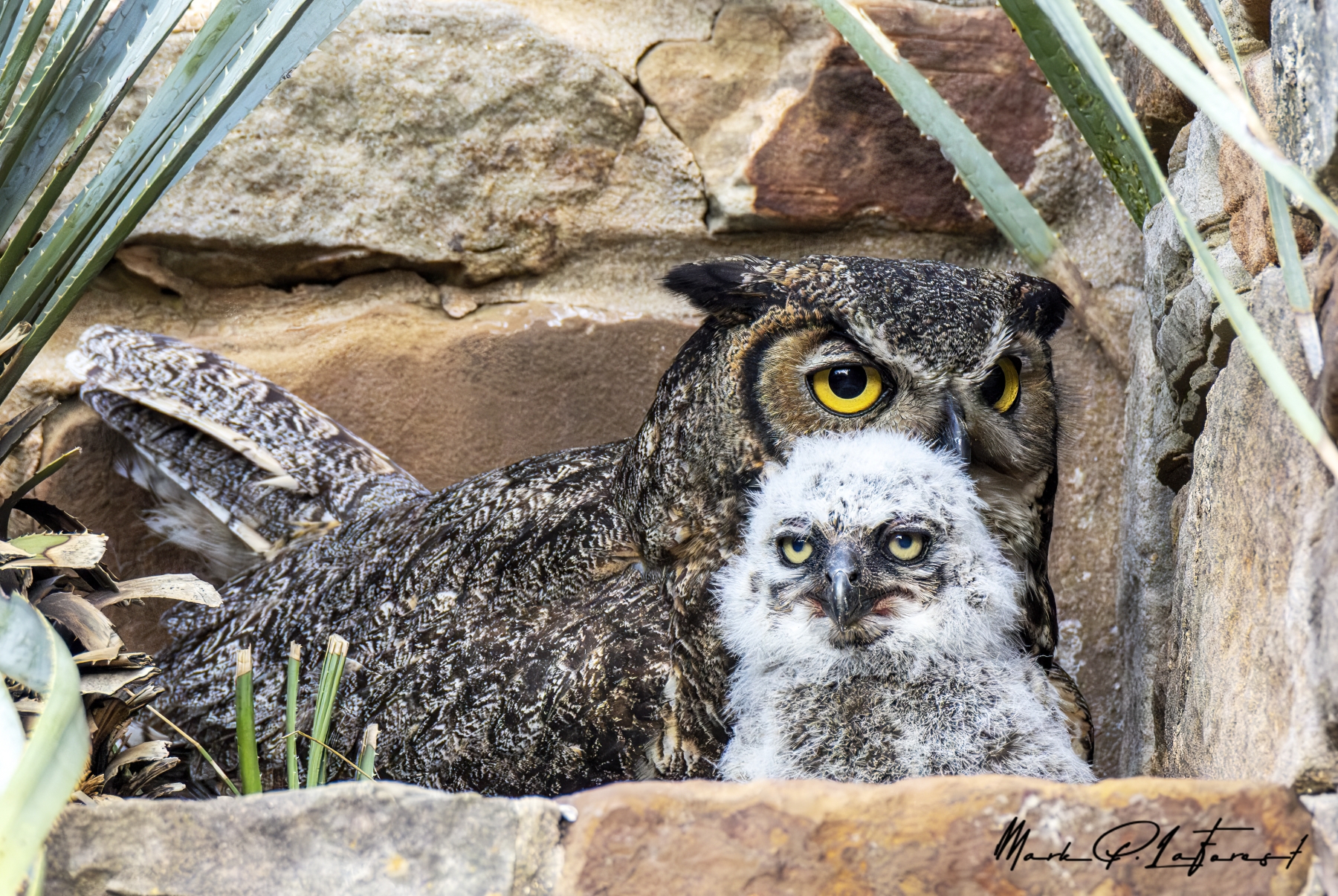 /gallery/north_america/USA/Texas/ladybird wc/Athena Great Horned Owl 2025-041_med.jpg